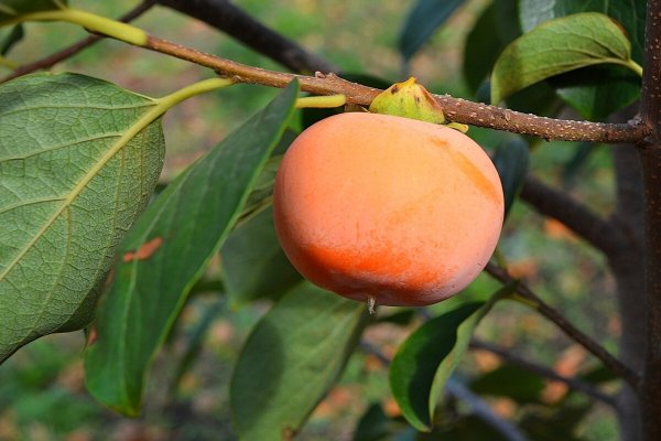 Растения субтропиков хурма