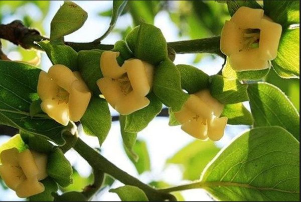 Африканская хурма