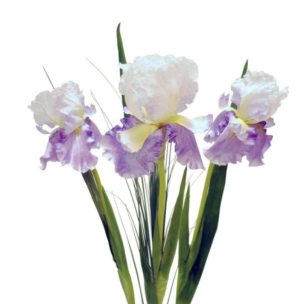 Iris #3f48cc