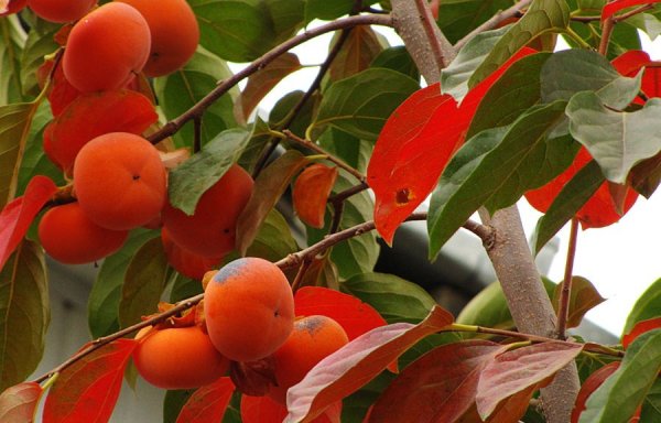 Хурма дерево