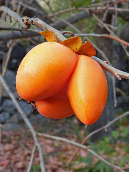 Хурма персимон дерево