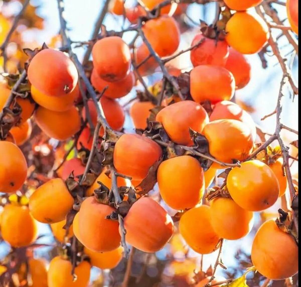 Цветок хурмы