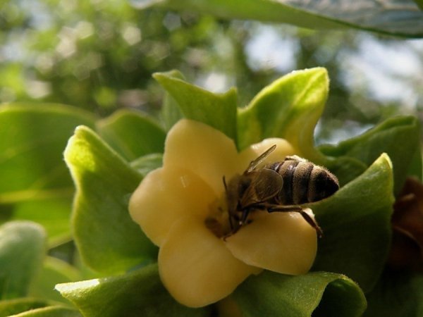 Семена сорт хурма