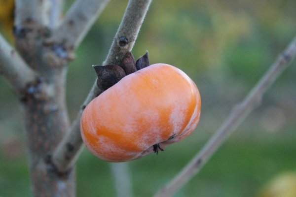 Хурма дерево цветет