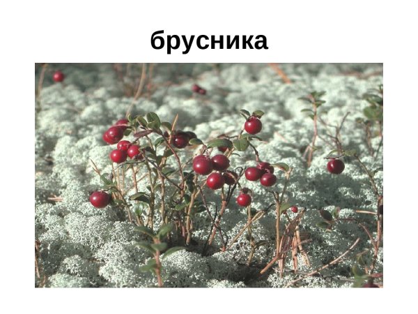 Растения ХМАО Югры