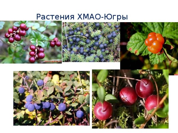 Растения ХМАО Югры
