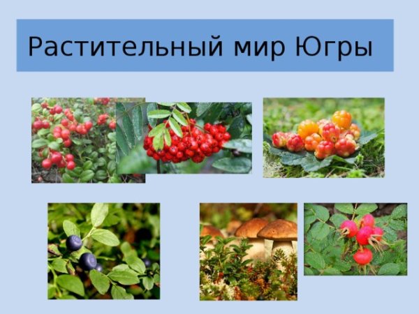 Растения ХМАО Югры