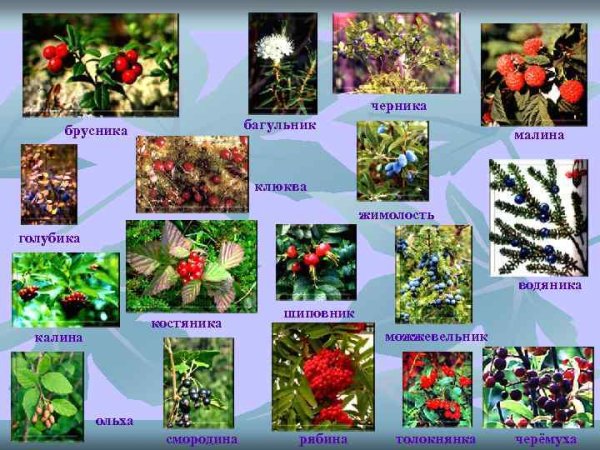 Растения ХМАО Югры