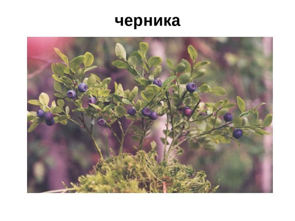 Травы ХМАО-Югры