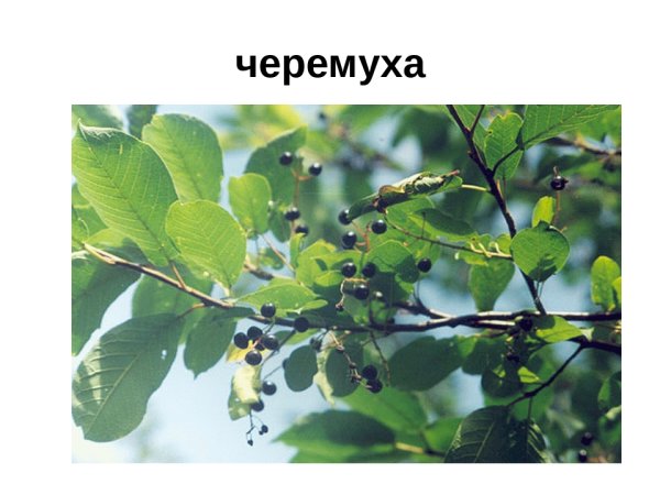 Растения ХМАО Югры