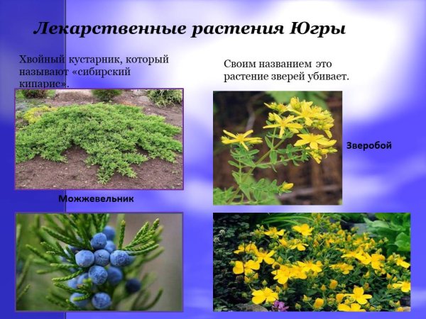 Брусника ХМАО