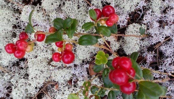 Травянистые растения ХМАО