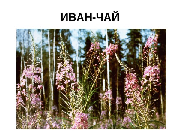 Травянистые растения ХМАО