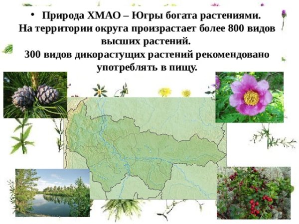 Растения ХМАО Югры