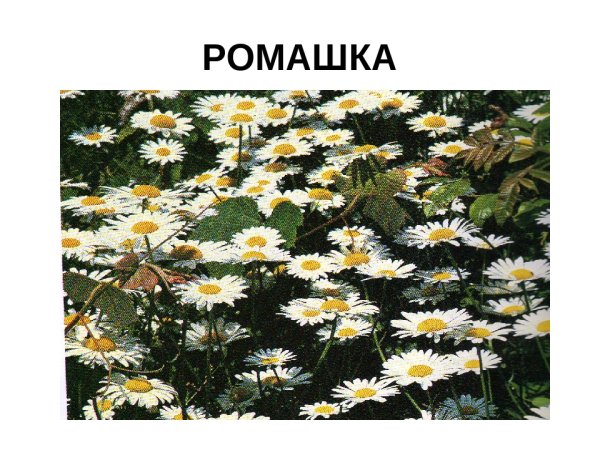 Лекарственные травы ХМАО Югры