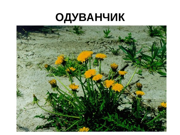 Шикша Камчатка