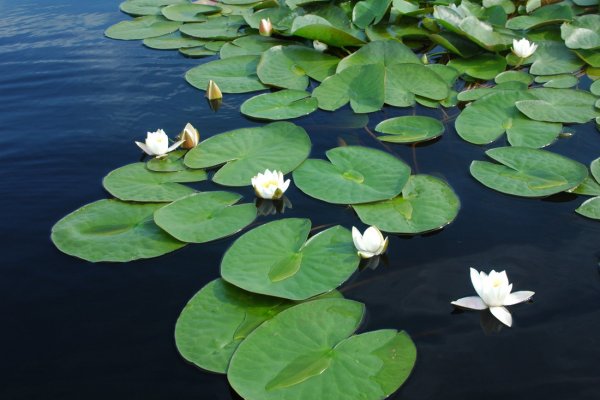Цветы Ханты-Мансийск Самарово