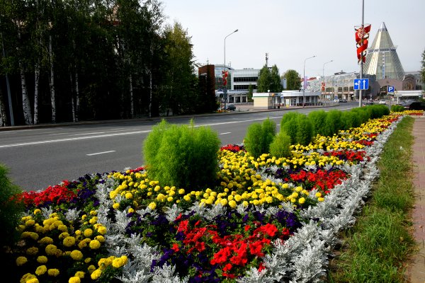 Кустарники ХМАО Югры