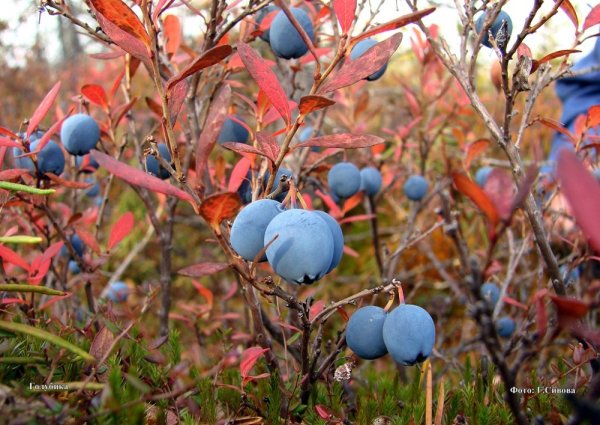 Сибирские Увалы ХМАО