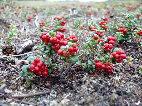 Багульник ядовитое растение