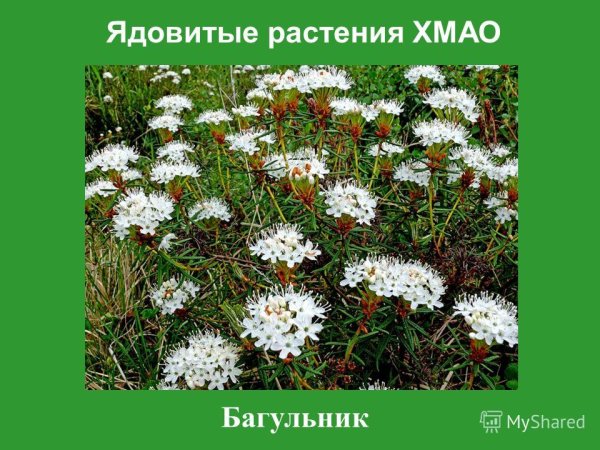 Клюква, Морошка, брусника, голубика