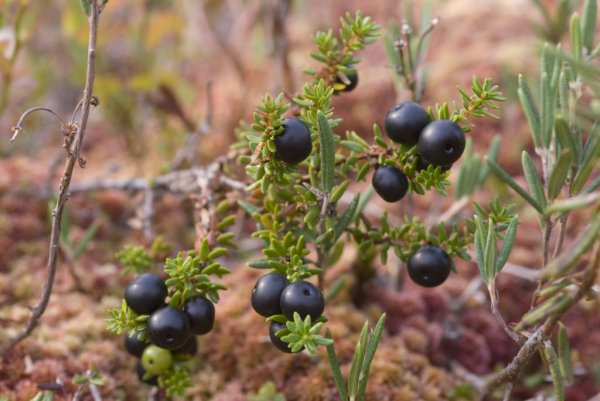 Лекарственные растения Югры