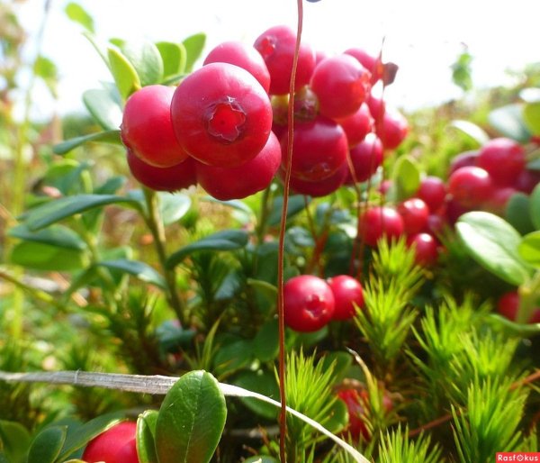 Природный парк Сибирские Увалы Флора