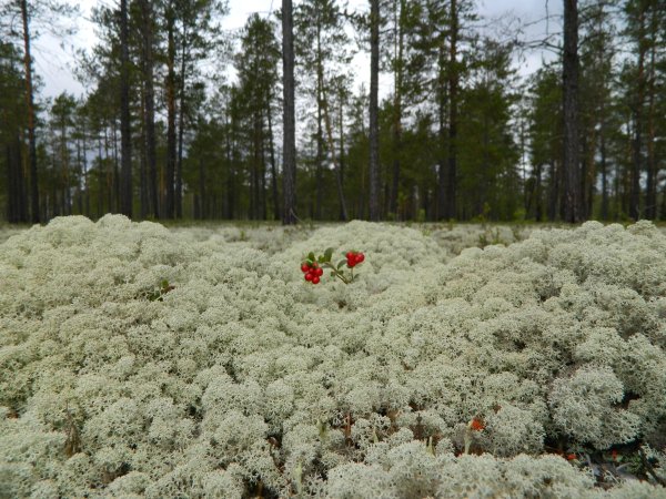 Прострел желтолистный