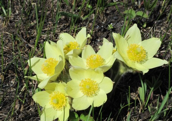 Грибы ХМАО Югры