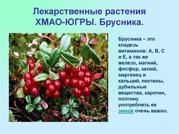 Растительный мир ХМАО Югры грибы