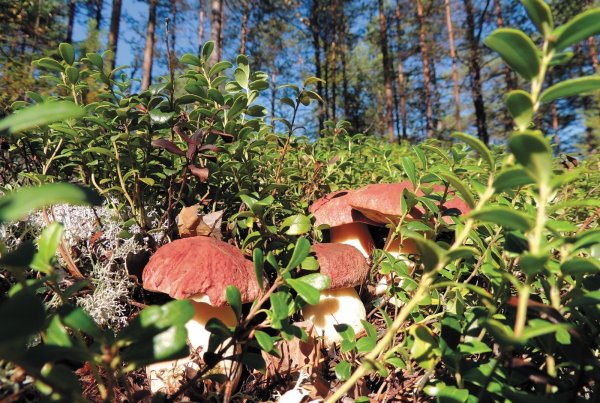 Растения Югры ХМАО брусника