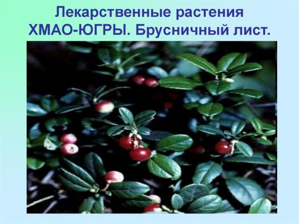 Черная Башкирская костяника