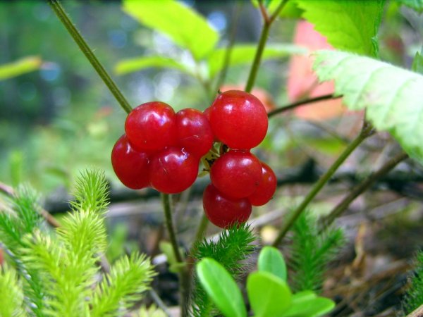 Цветы Ханты-Мансийск Самарово
