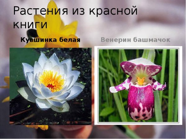 Иван чай узколистный описание растения