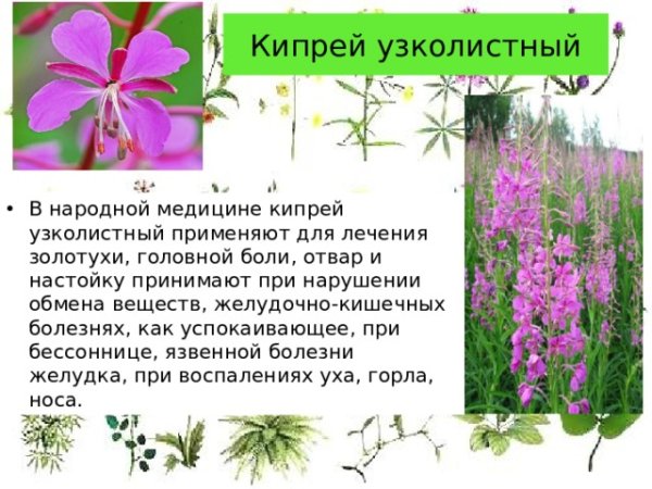 Юганский заповедник растительный мир