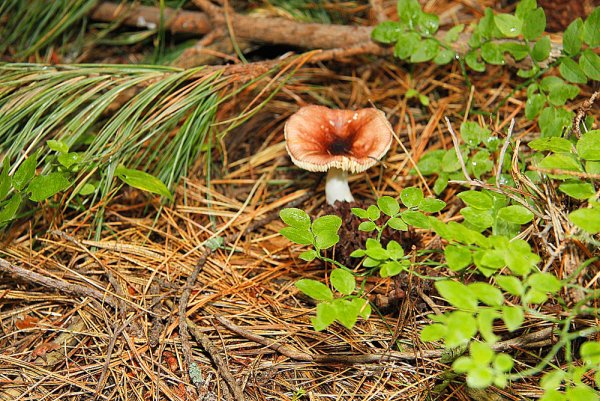 Юганский заповедник Флора