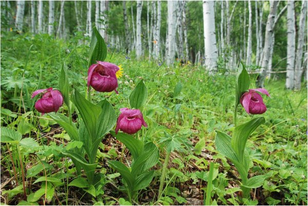 Растения в Ханты-Мансийском округе