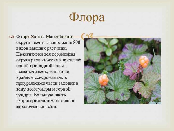 Растения ХМАО Югры