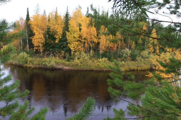 Лесные цветы Подмосковья