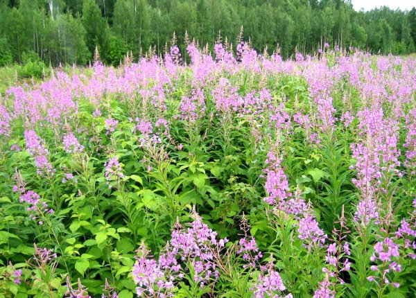 Заповедник малая Сосьва в ХМАО-Югре