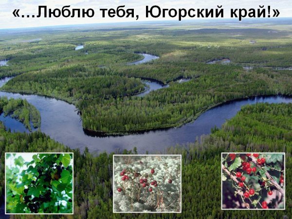 Описание растения Мак Лапландский