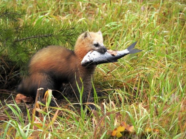 Багульник Гренландский