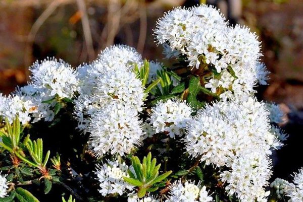 Растительность ХМАО Югры