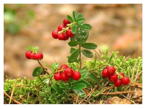 Растительный мир ХМАО Югры грибы