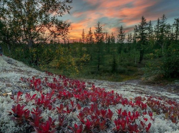 Прострел желтеющий ХМАО-Югра