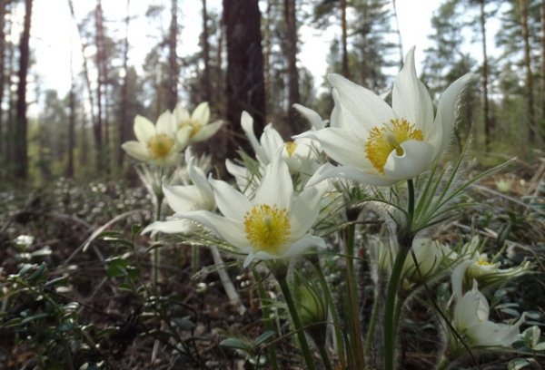 Хвойные растения ХМАО Югры