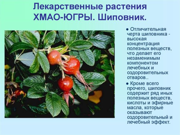 Шишки Сибирского кедра на дереве