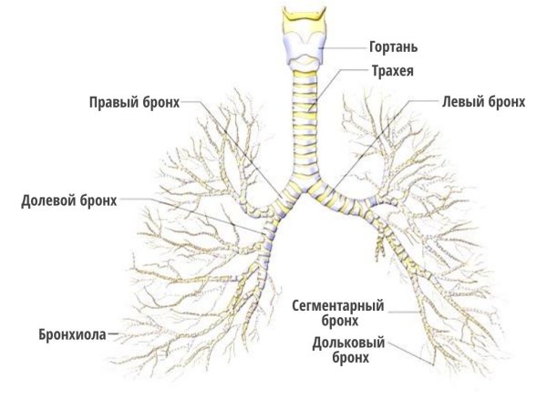Бронхи главные бронхи бронхиолы