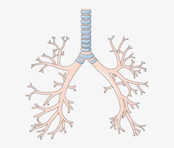 Трахея бронхи бронхиолы