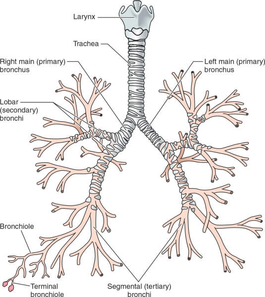 Сегментарные бронхи анатомия
